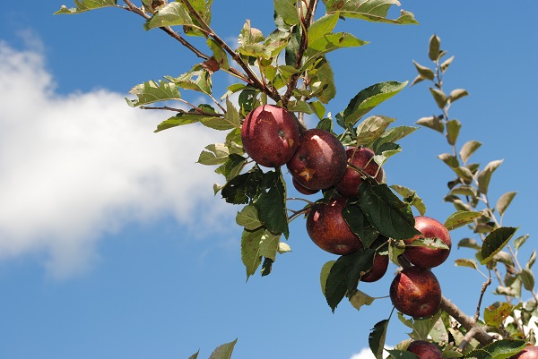 Graves Mountain Apple Orchard