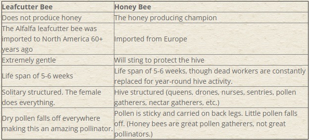 Bee Comparison