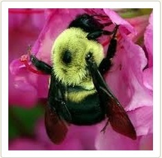  Bumble Bee