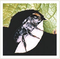  Leafcutter Bee