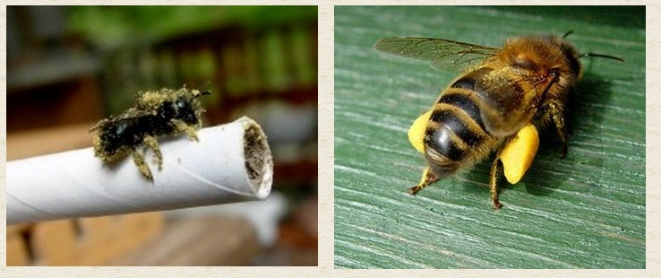 Mason Bee                                                                                        Honey Bee